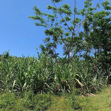 Green Queendom Farm And Lodging Oracabessa Dış mekan fotoğraf